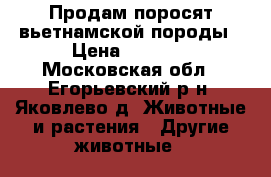 Продам поросят вьетнамской породы › Цена ­ 3 000 - Московская обл., Егорьевский р-н, Яковлево д. Животные и растения » Другие животные   